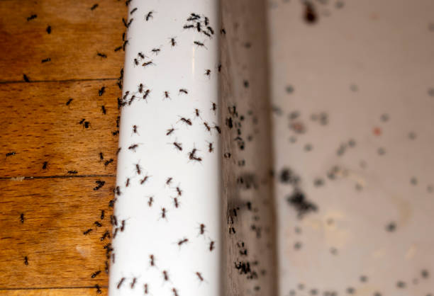 Best Best Pest Control Companies  in Mcgregor, FL